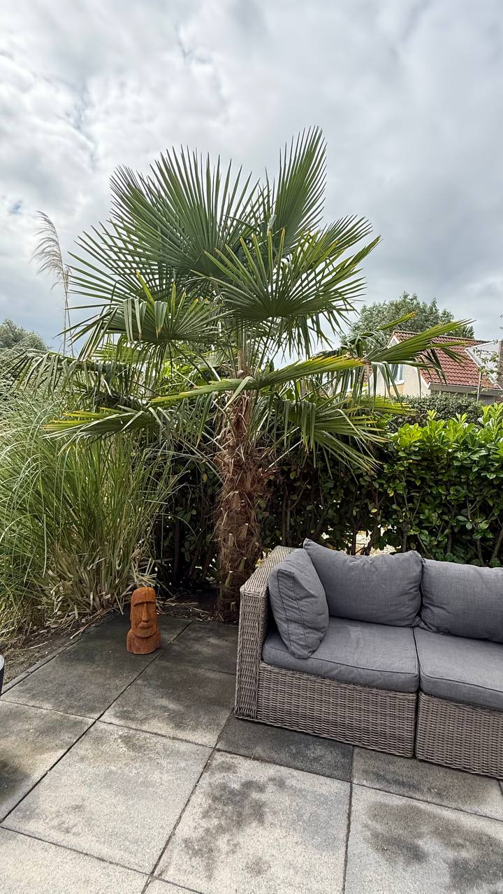 Weiße Stühle auf der Terrasse der Schakelvilla in Makkum
