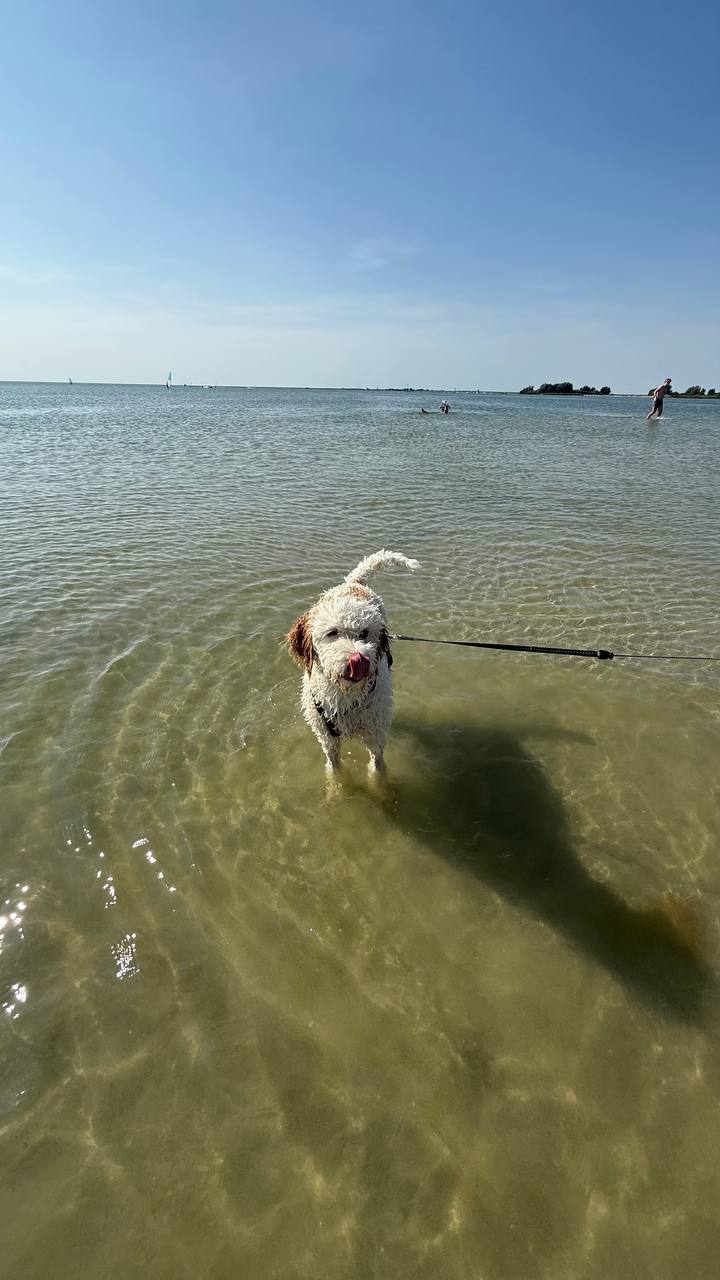 Schwimmer im IJsselmeer am Strand von Makkum