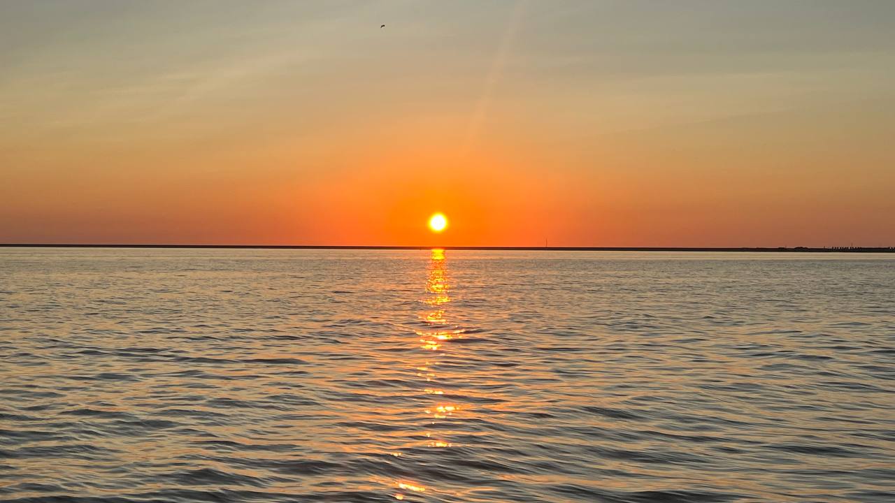 Vogel fliegt über das IJsselmeer bei Sonnenuntergang in Makkum