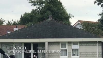 Vögel am Ferienhaus in Makkum – Enten und Spatzen am IJsselmeer