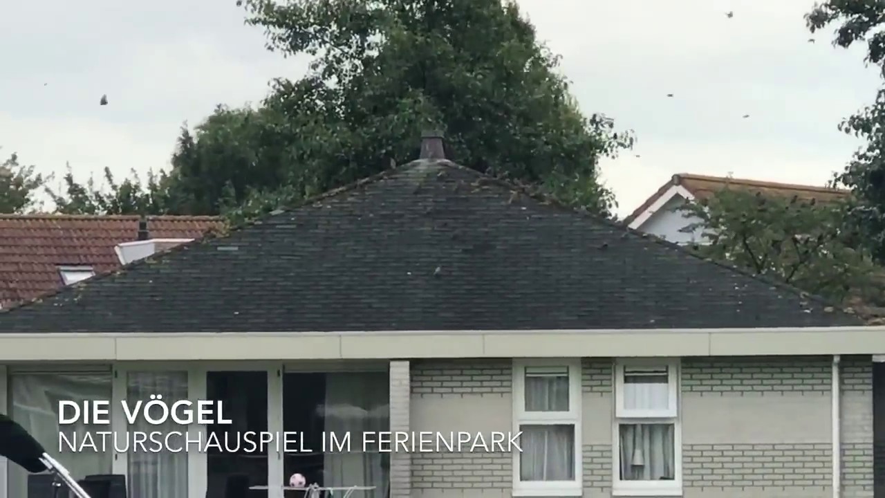 Vögel rund ums Ferienhaus in Makkum – Natur erleben am IJsselmeer